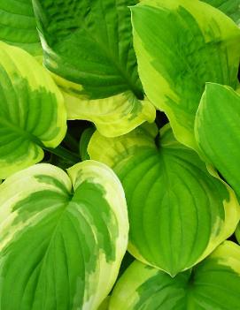 Hosta 'Pizzazz'