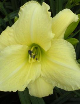 Hemerocallis 'Cloud Baron'