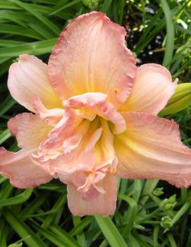 Hemerocallis 'Dublin Elaine'