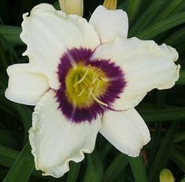 Hemerocallis 'Pandora's Box'