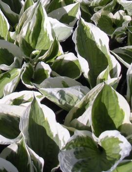 Hosta 'Patriot'