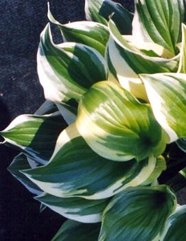 Hosta 'So Sweet'