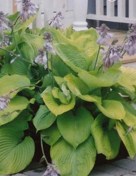 Hosta 'Sum and Substance'