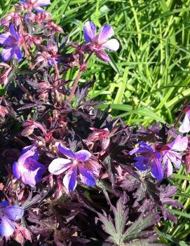 Geranium pratense 'Black Beauty' (PP12648)