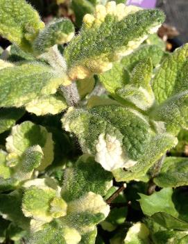 Mentha suaveolens 'Variegata'