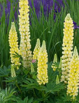 Lupinus x 'Popsicle Yellow'