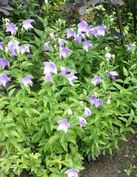 Platycodon grandiflorus 'Hakone Blue'