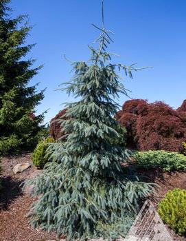 Picea engelmannii 'Bush's Lace'