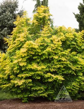 Metasequoia glyptostroboides Amber Glow™ ('WAH-08AG')