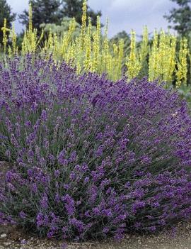 Lavandula angustifolia 'Hidcote Blue'