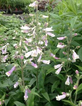 Penstemon hirsutus