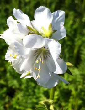 Polemonium caeruleum 'Album'