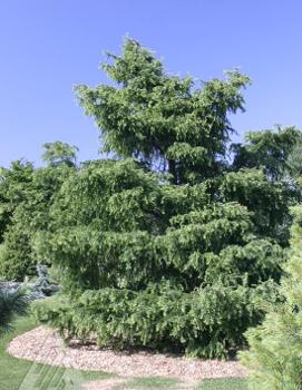 Larix kaempferi 'Diana'