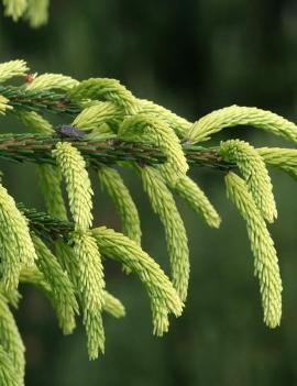 Picea orientalis 'Early Gold'