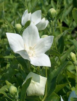 Platycodon grandiflorus 'Astra White'