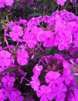 Phlox carolina 'Bill Baker'