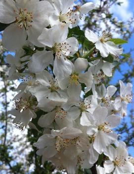 Malus 'White Angel'