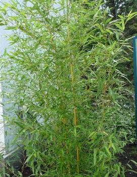 Phyllostachys aureosulcata