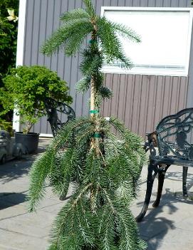 Pseudotsuga menziesii 'Graceful Grace'