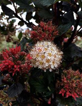 Physocarpus opulifolius 'Center Glow' (PP16894, CPBR4944)