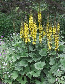 Ligularia x 'Little Rocket' (PP14621, CPBR2400)