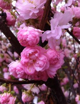 Prunus triloba 'Multiplex'