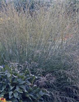 Molinia caerulea 'Strahlenquelle'