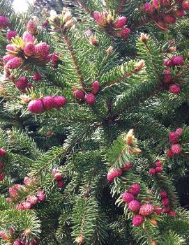 Picea abies 'Ohlendorffii'