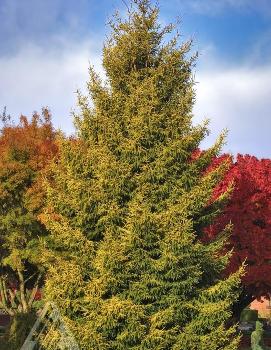 Picea orientalis 'Skylands'