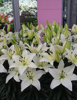 Lilium x 'Tiny Nanny' (PP17640)