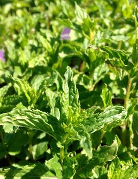 Mentha spicata