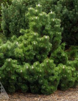 Pinus thunbergii 'Thunderhead'