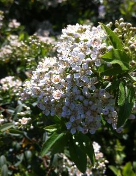 Pyracantha coccinea 'Chadwickii'