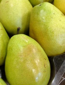 Pear 'Anjou'