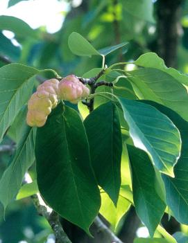 Magnolia acuminata