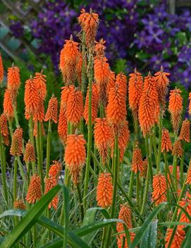 Kniphofia x 'First Sunrise' (PP16036, CPBRAF)