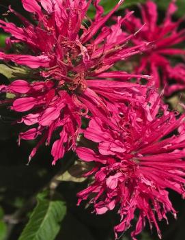 Monarda didyma Coral Reef™ ('ACreef') (PP16741, COPF)