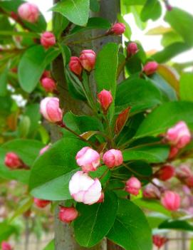 Malus Harvest Gold® ('Hargozam') (COPF)