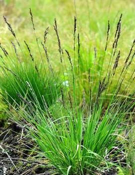 Molinia caerulea