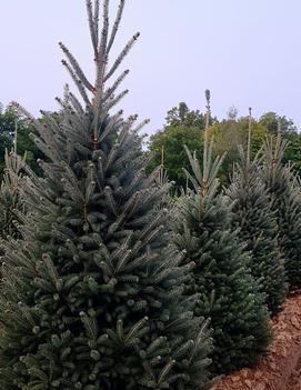 Picea glauca 'Montrose Charm'