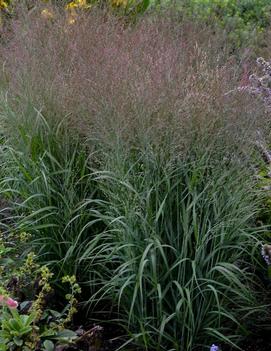 Panicum virgatum 'Apache Rose' (PP29142, CPBR5651)