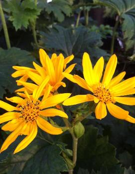 Ligularia palmatiloba