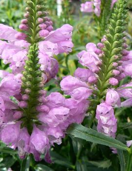 Physostegia virginiana 'Vivid'