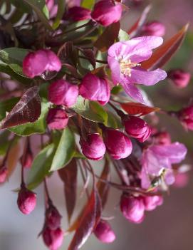 Malus 'Red Splendor'