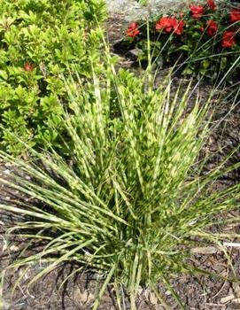 Miscanthus sinensis 'Gold Bar' (PP15193, CPBR3114)