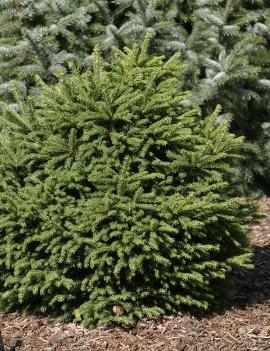 Picea abies 'Mucronata'