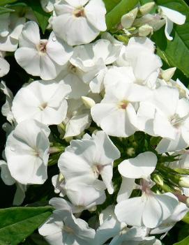 Phlox paniculata 'David'