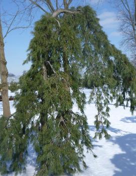 Pinus strobus 'Pendula'