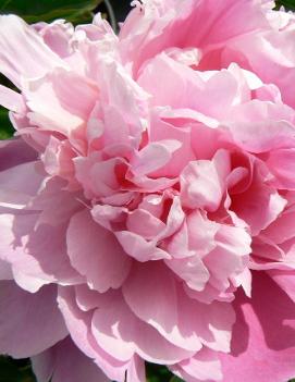 Paeonia 'Pink Parfait'