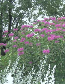 Monarda didyma 'Blue Stocking'